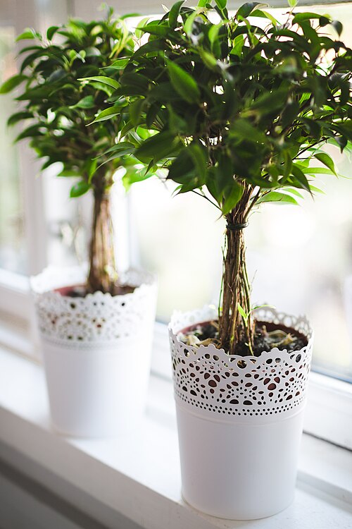 Plants on a bright windowsill (CC0, Lucas Alexander)